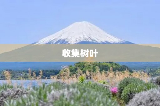收集树叶 收集树叶