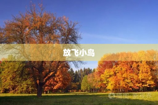 放飞小鸟