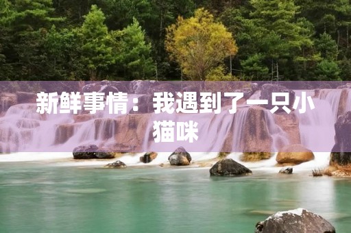 新鲜事情：我遇到了一只小猫咪