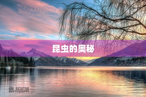 昆虫的奥秘 昆虫的奥秘
