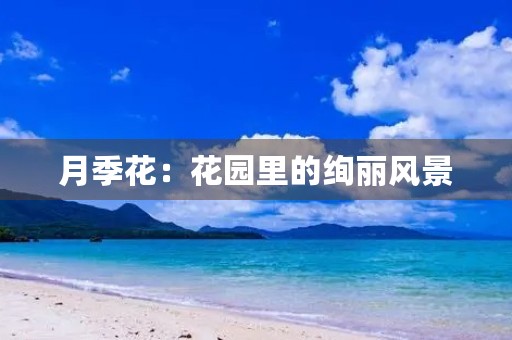 月季花：花园里的绚丽风景