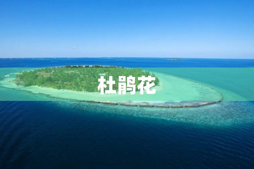 杜鹃花 杜鹃花
