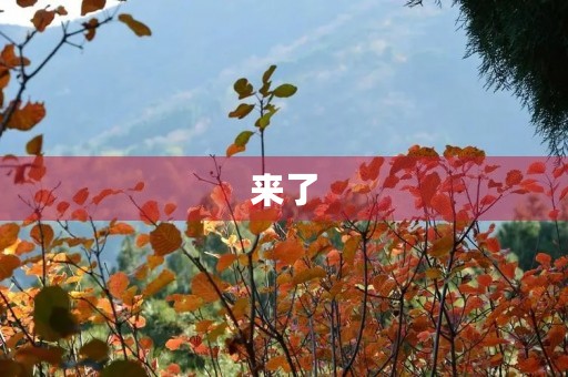 来了 来了