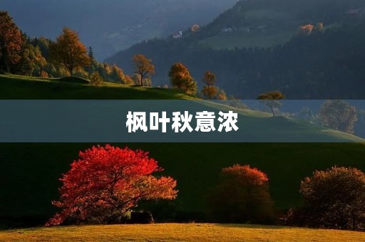 枫叶秋意浓，美不胜收