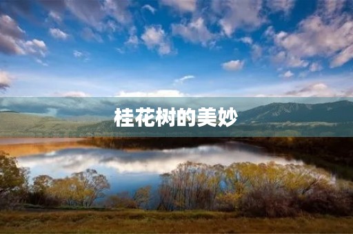 桂花树的美妙 桂花树的美妙