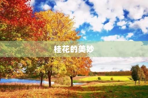 桂花的美妙 桂花的美妙