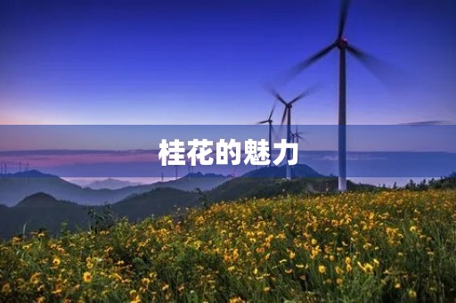 桂花的魅力 桂花的魅力