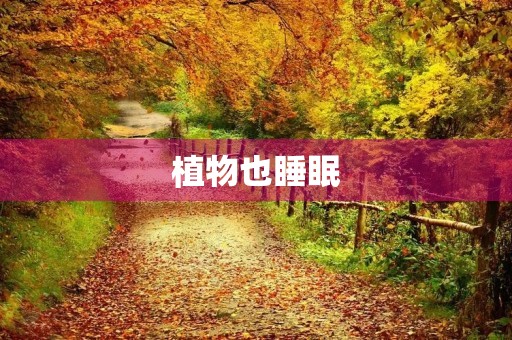 植物也睡眠