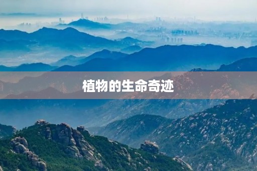 植物的生命奇迹