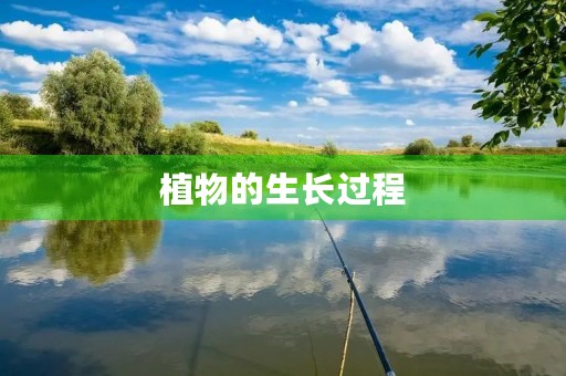 植物的生长过程