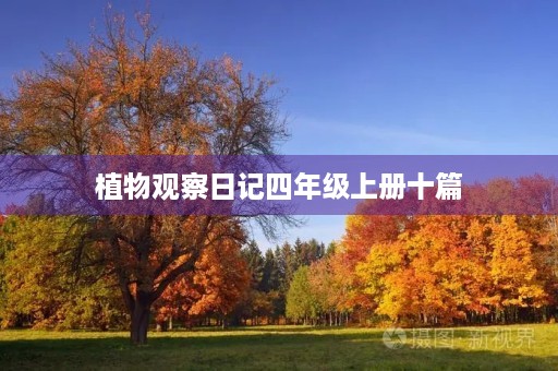 植物观察日记四年级上册十篇 植物观察日记四年级上册十篇