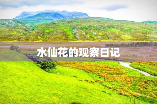 水仙花的观察日记