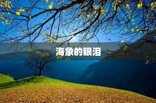 海象的眼泪