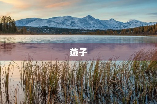 燕子 燕子