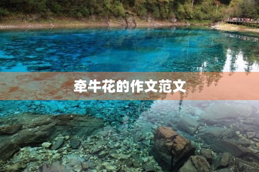 牵牛花的作文范文 牵牛花的作文范文