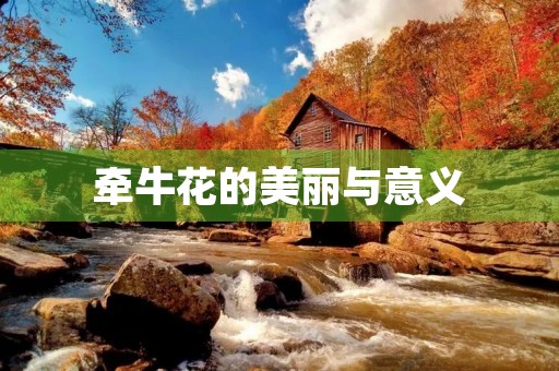 牵牛花的美丽与意义