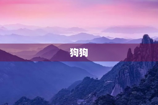 狗狗，我的忠实伙伴
