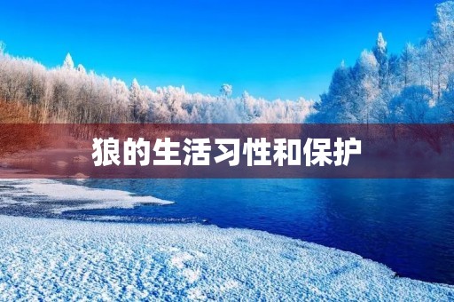 狼的生活习性和保护 狼的生活习性和保护