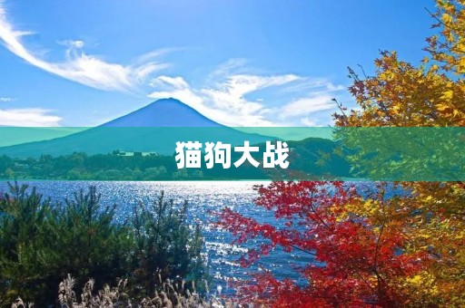 猫狗大战