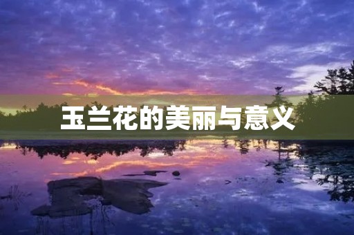 玉兰花的美丽与意义