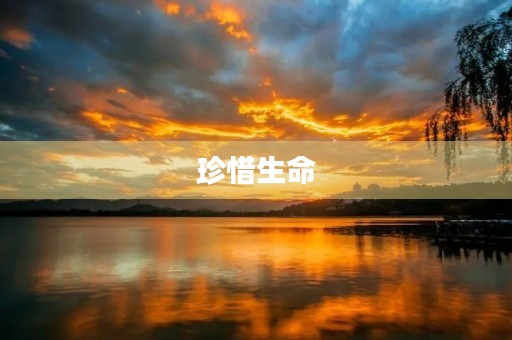 珍惜生命,追求自由 珍惜生命,追求自由