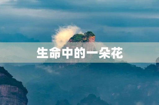 生命中的一朵花 生命中的一朵花