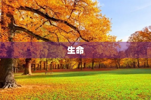 生命，是一场奇妙的旅程