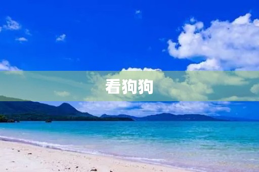 看狗狗 看狗狗