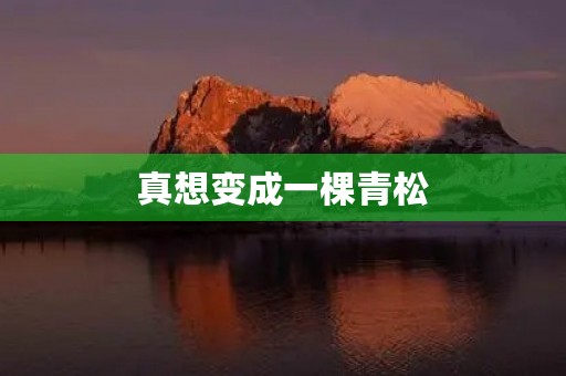 真想变成一棵青松 真想变成一棵青松