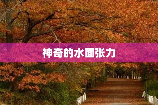 神奇的水面张力