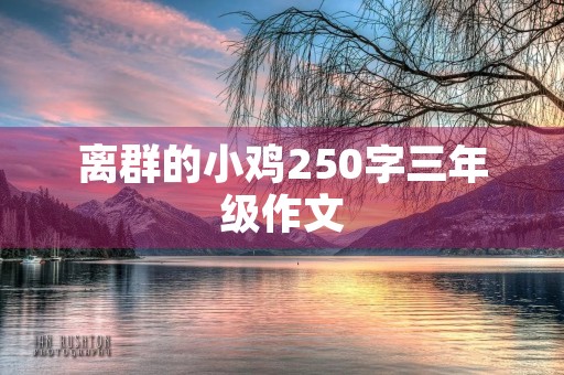 离群的小鸡250字三年级作文