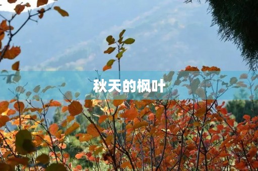 秋天的枫叶，一场绚烂的视觉盛宴