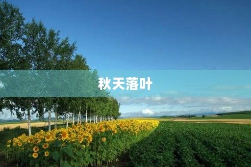 秋天落叶，思绪翩翩