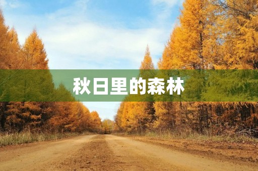 秋日里的森林