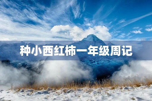 种小西红柿一年级周记