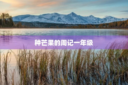 种芒果的周记一年级