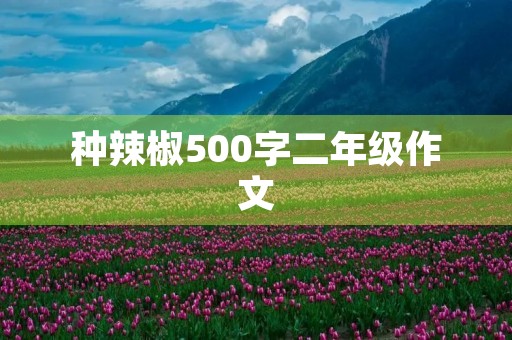 种辣椒500字二年级作文