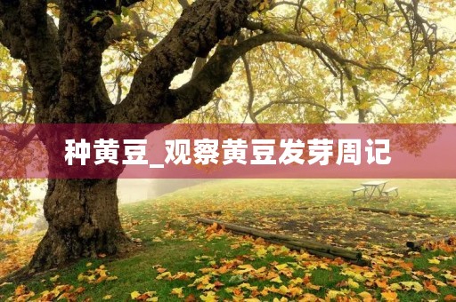 种黄豆_观察黄豆发芽周记 种黄豆_观察黄豆发芽周记