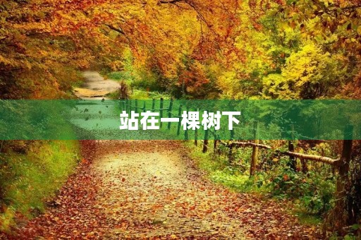 站在一棵树下 站在一棵树下