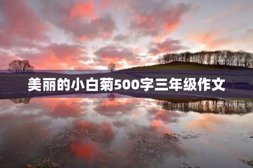 美丽的小白菊500字三年级作文
