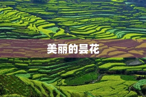 美丽的昙花