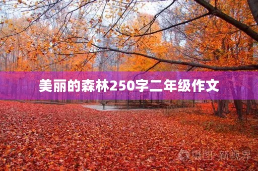 美丽的森林250字二年级作文