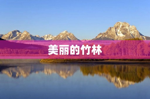 美丽的竹林