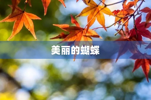 美丽的蝴蝶