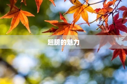 翅膀的魅力 翅膀的魅力
