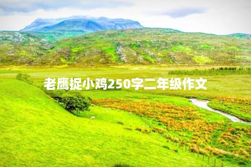 老鹰捉小鸡250字二年级作文