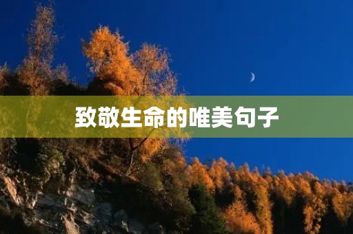 致敬生命的唯美句子(致敬生命的唯美句子短句) 致敬生命的唯美句子(致敬生命的唯美句子短句)