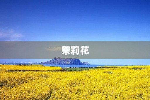 茉莉花 茉莉花