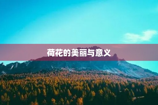 荷花的美丽与意义