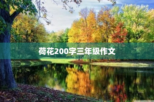 荷花200字三年级作文
